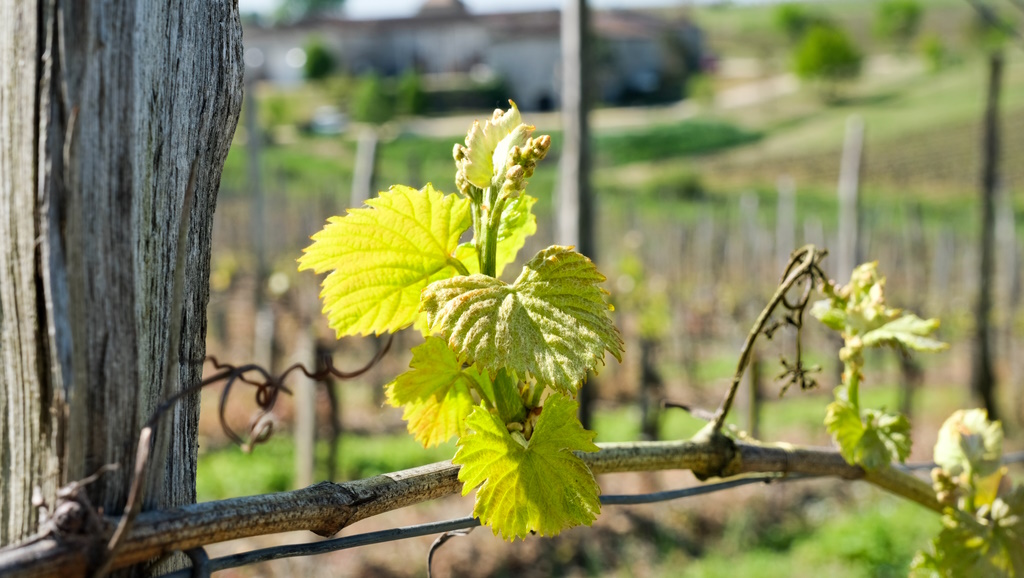 Les Vins IGP Côtes de Gascogne et cépages du terroir assemblés au Domaine Les Remparts